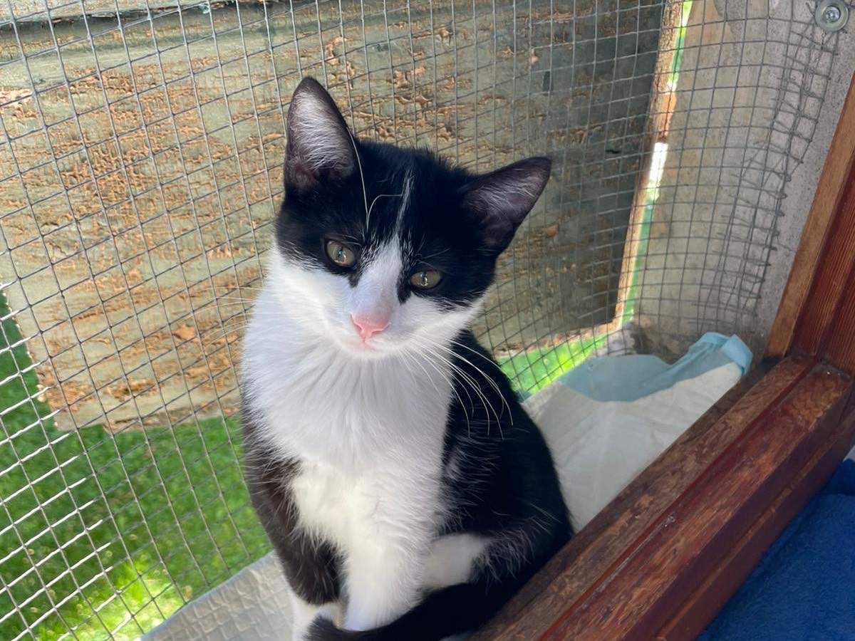 Adozione gatto, femmina, Razza sconosciuta Razza sconosciuta, 3 mesi, taglia non valida, Padova