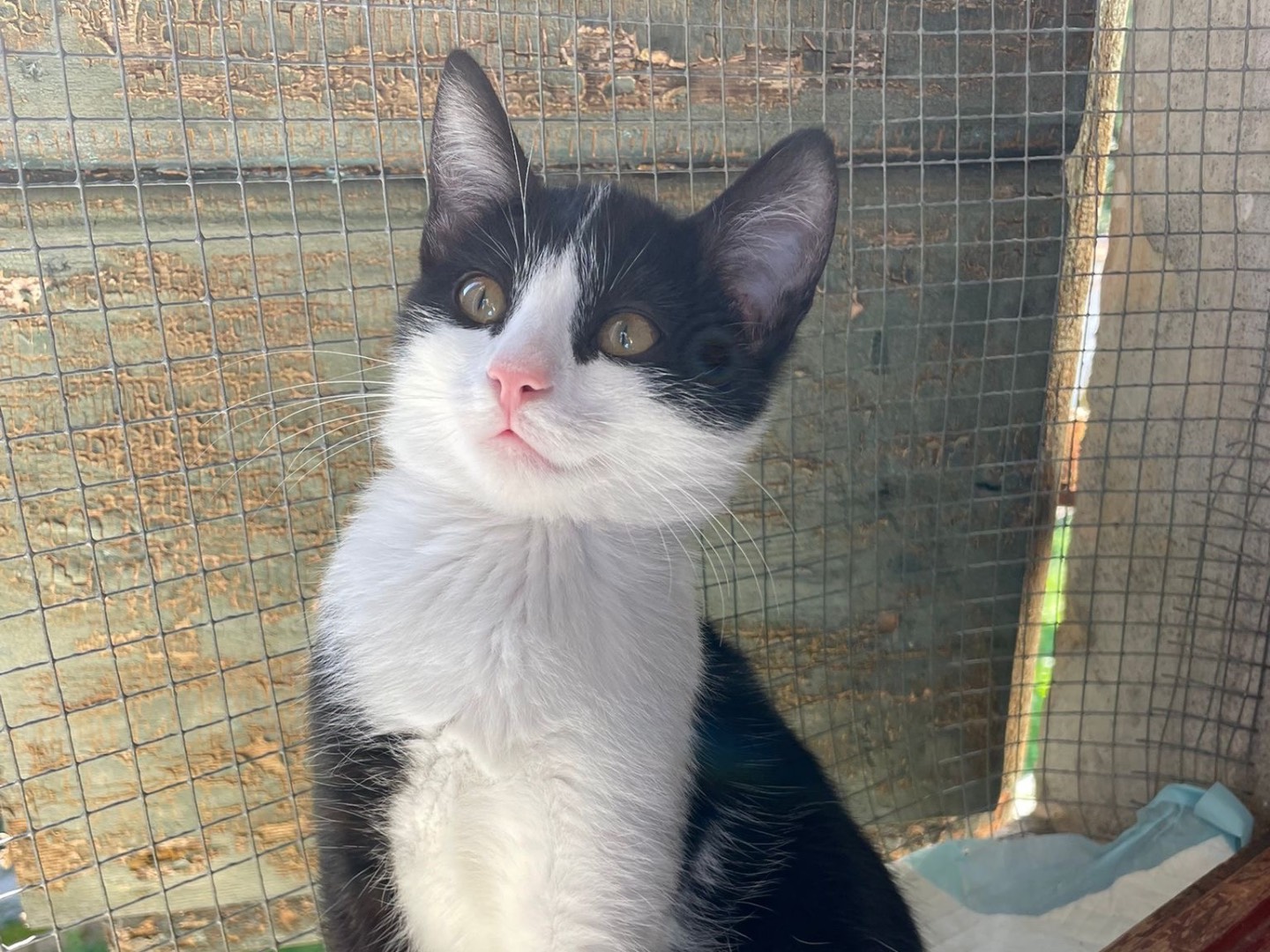 Adotta un gatto, femmina, 3 mesi, Padova