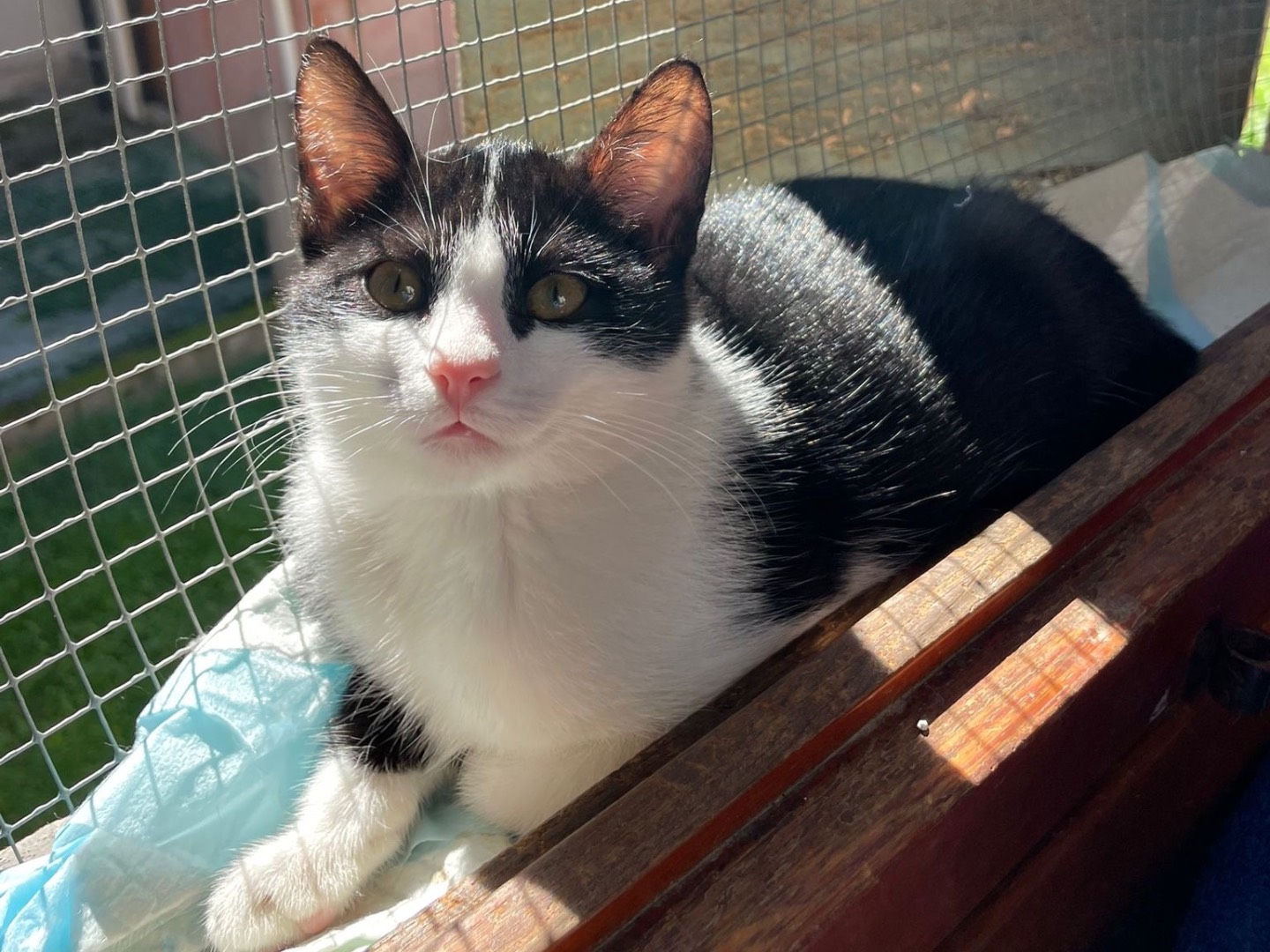Adotta un gatto, taglia non valida, femmina, Padova