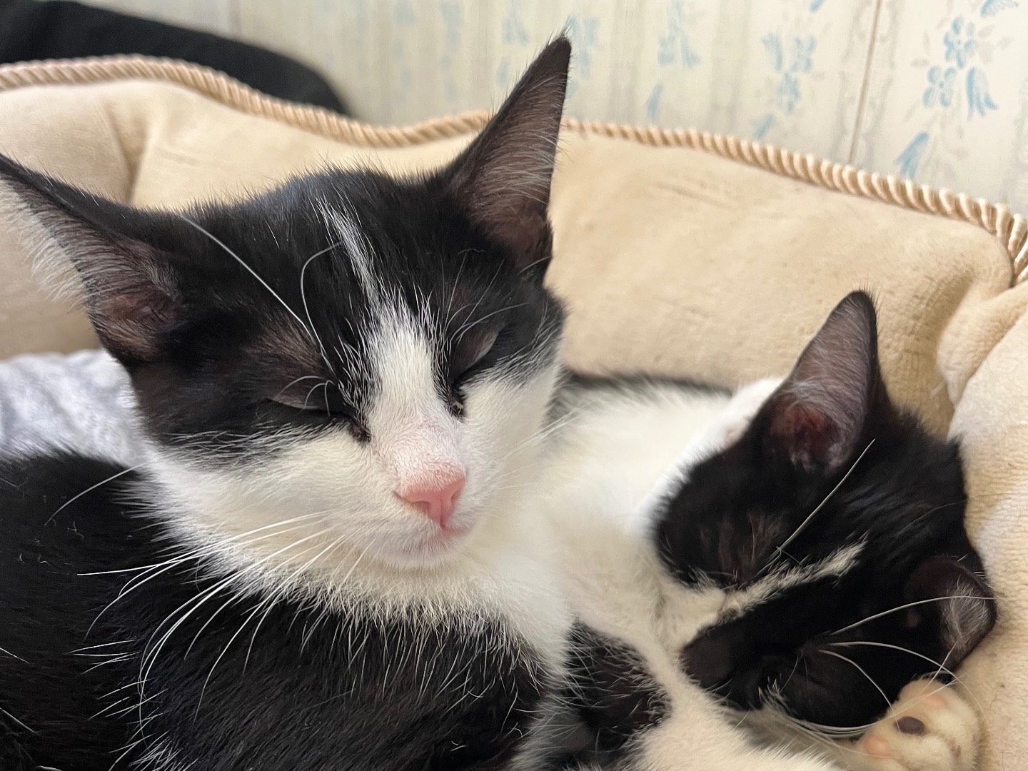 Vuoi adottare un gatto a Padova?
