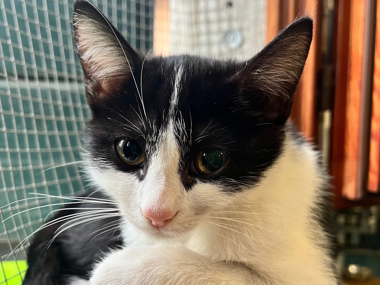 Adotta il gatto Clara a Padova