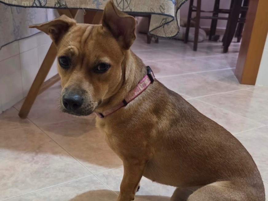 Adozione cane, femmina, Razza sconosciuta Razza sconosciuta, 8 mesi, taglia piccola, Bari