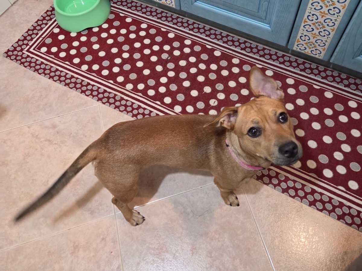 Adotta un cane, femmina, 8 mesi, Bari