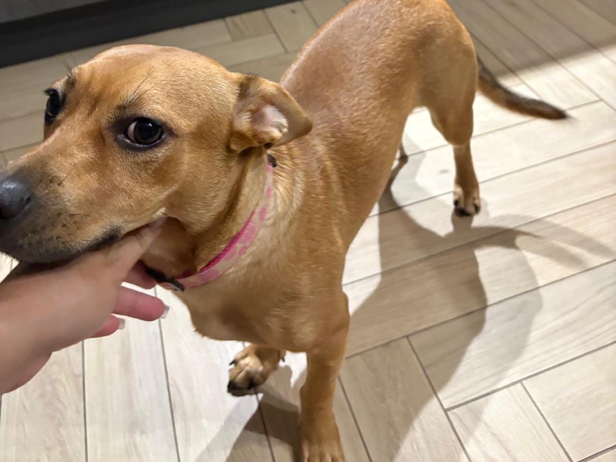 Adotta un cane, taglia piccola, femmina, Bari