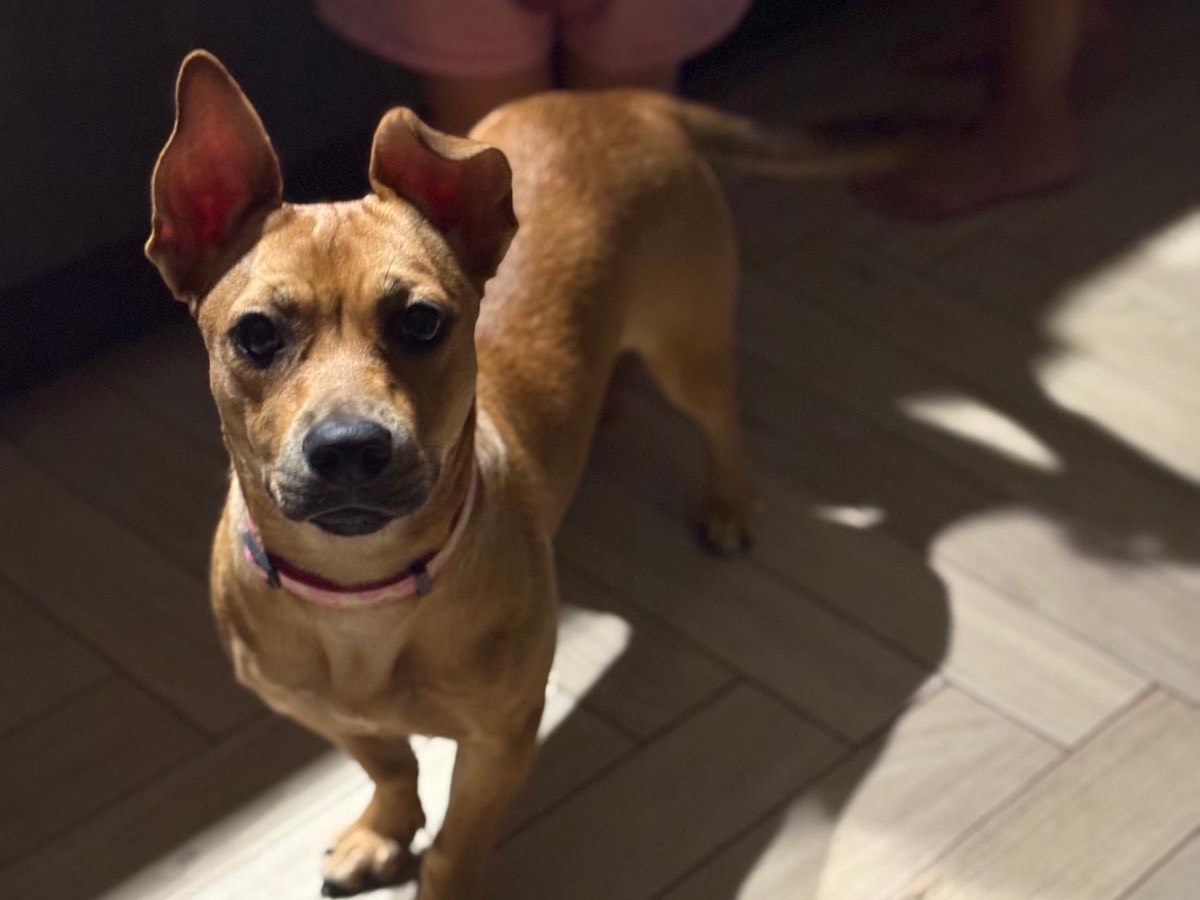 Adotta il cane Zoe Angel a Bari