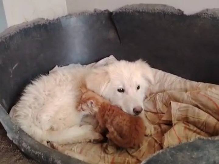 Adotta un cane, maschio, 2 mesi, Potenza