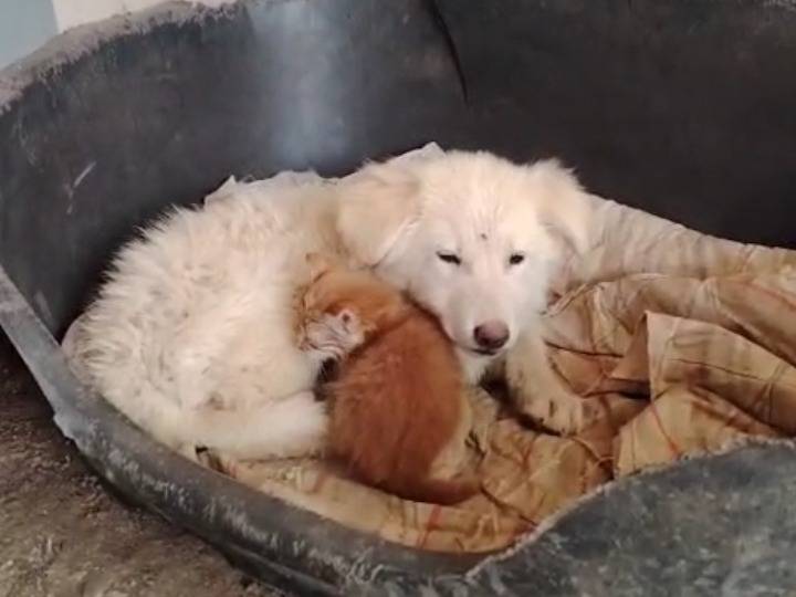 Adotta un cane, taglia media, maschio, Potenza