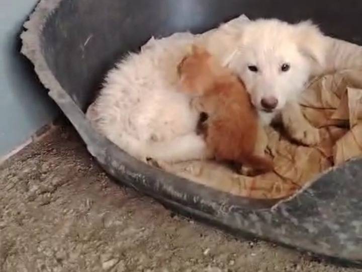 Vuoi adottare un cane a Potenza?