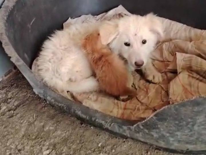 Adotta il cane Bruce a Potenza