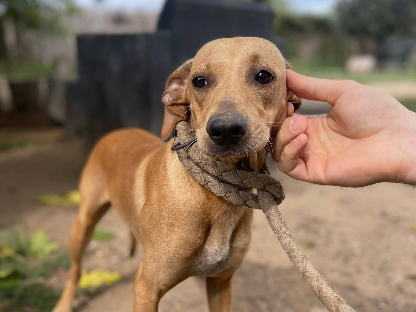 Adozione cane, femmina, Razza sconosciuta Razza sconosciuta, 5 mesi, taglia media contenuta, Roma