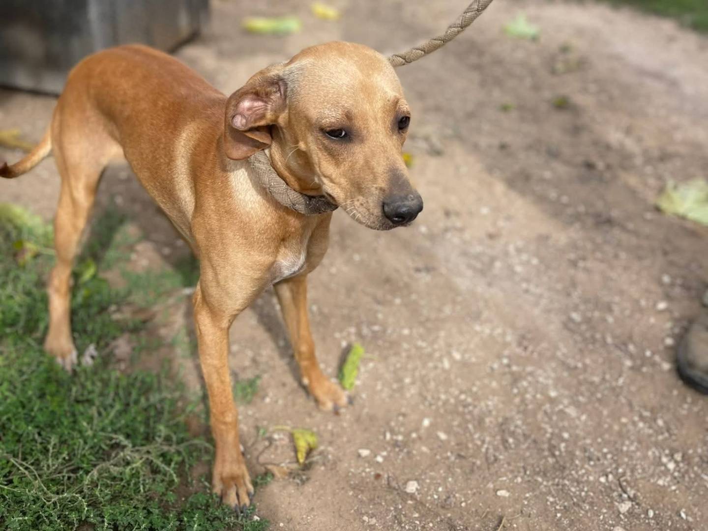 Adotta un cane, femmina, 5 mesi, Roma
