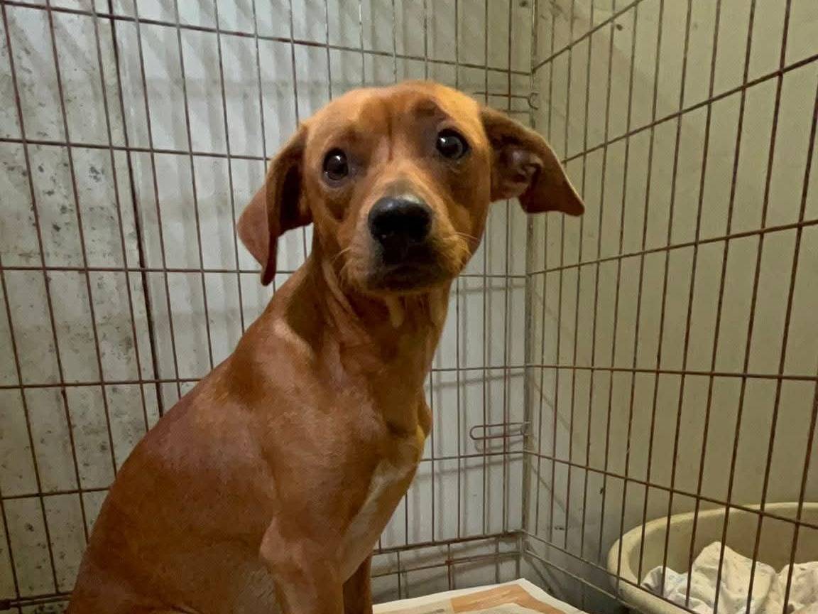 Adotta un cane, taglia media contenuta, femmina, Roma