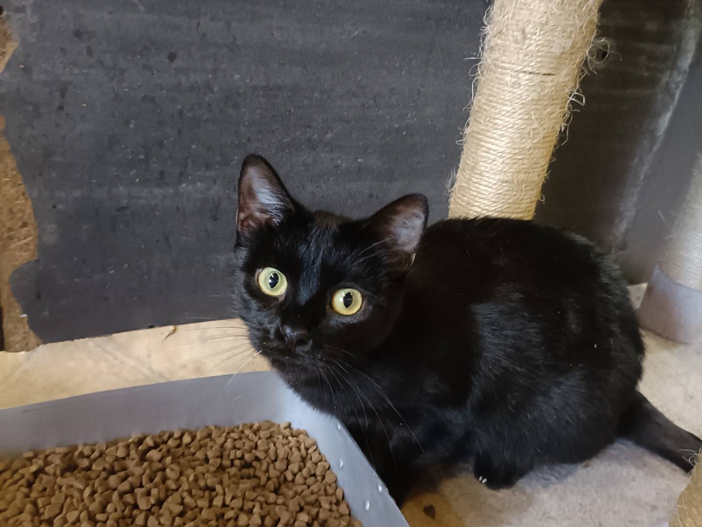 Adozione gatto, femmina, Razza sconosciuta Razza sconosciuta, 2 anni e 5 mesi, taglia non valida, Asti