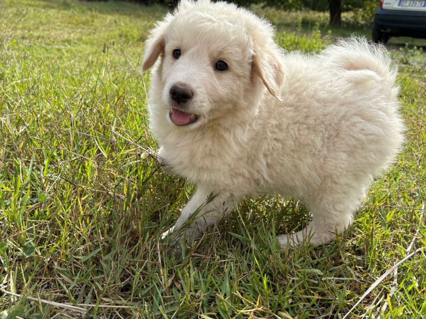 Vuoi adottare un cane a Catanzaro?