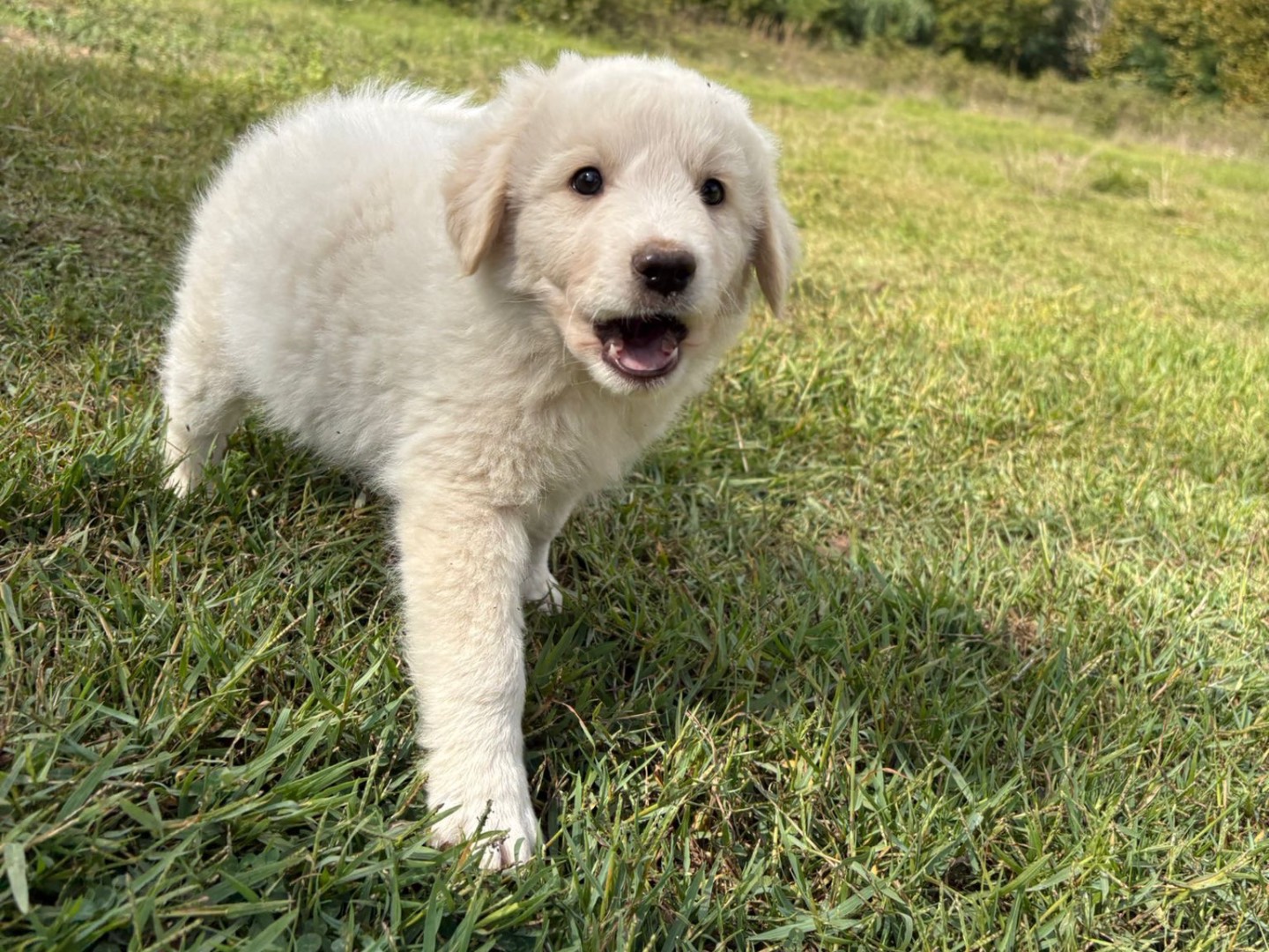 Adotta il cane Barry a Catanzaro