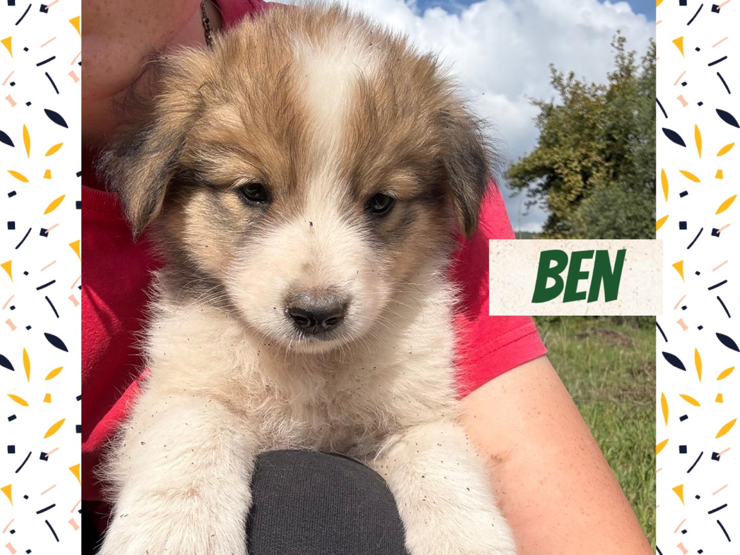 Adozione cane, maschio, Razza sconosciuta Razza sconosciuta, 4 mesi, taglia media, Catanzaro