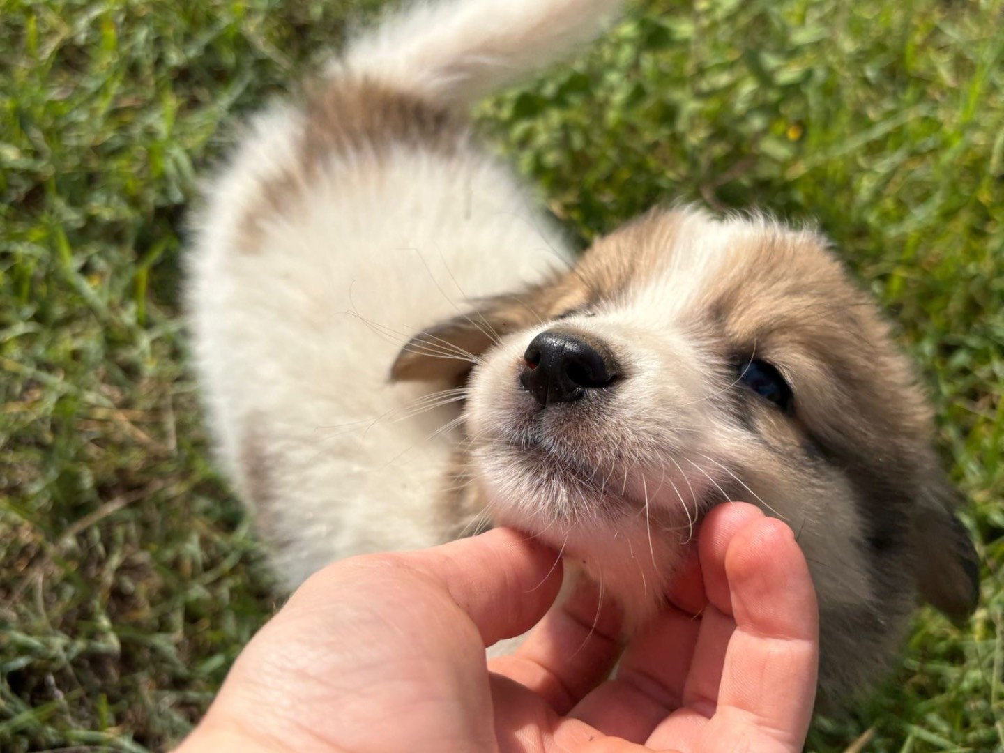 Adotta un cane, maschio, 4 mesi, Catanzaro