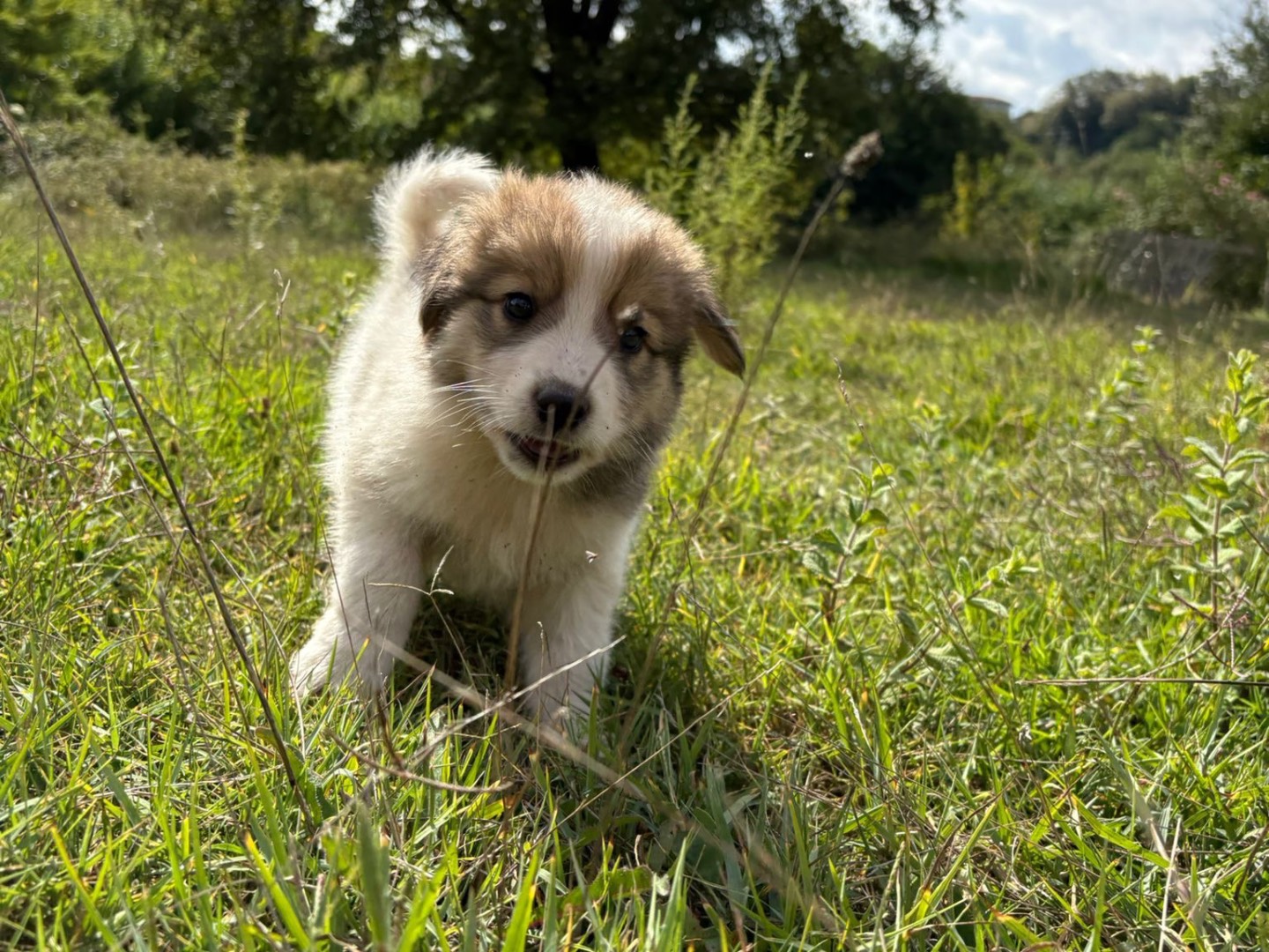 Adotta un cane, taglia media, maschio, Catanzaro