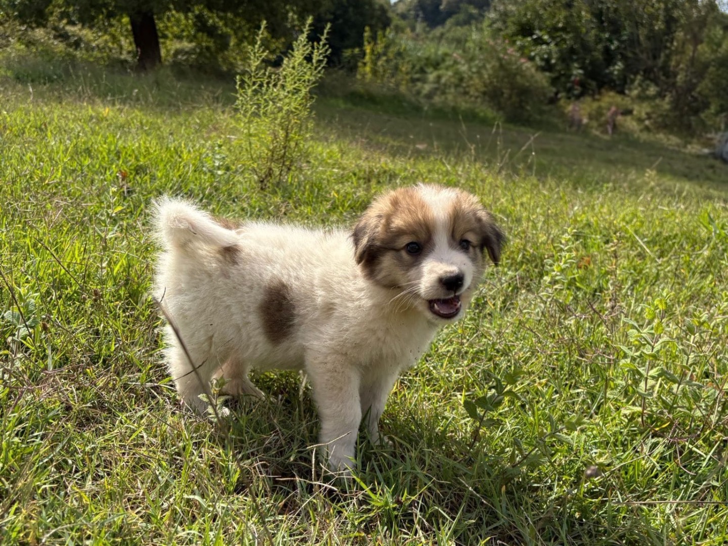 Vuoi adottare un cane a Catanzaro?