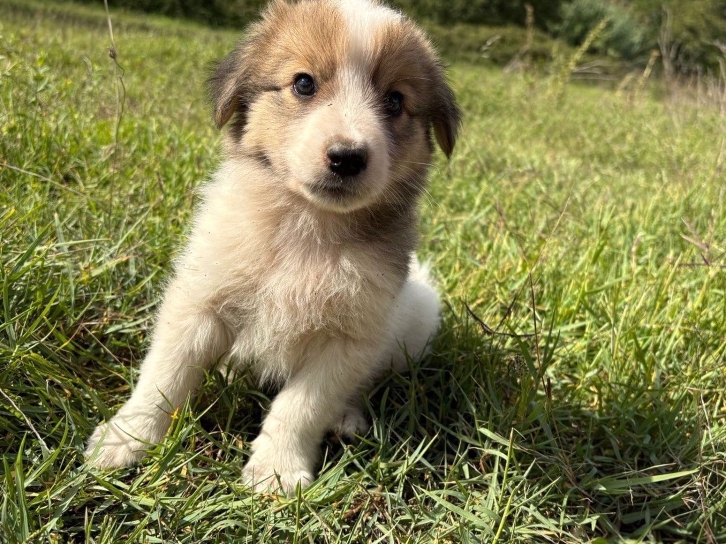 Adotta il cane Ben a Catanzaro