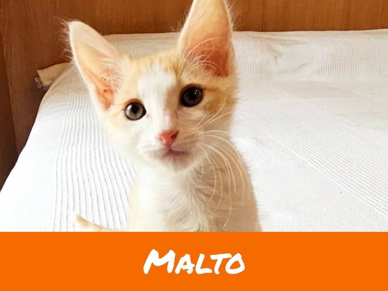 Adozione gatto, maschio, Razza sconosciuta Razza sconosciuta, 2 mesi, taglia non valida, Torino