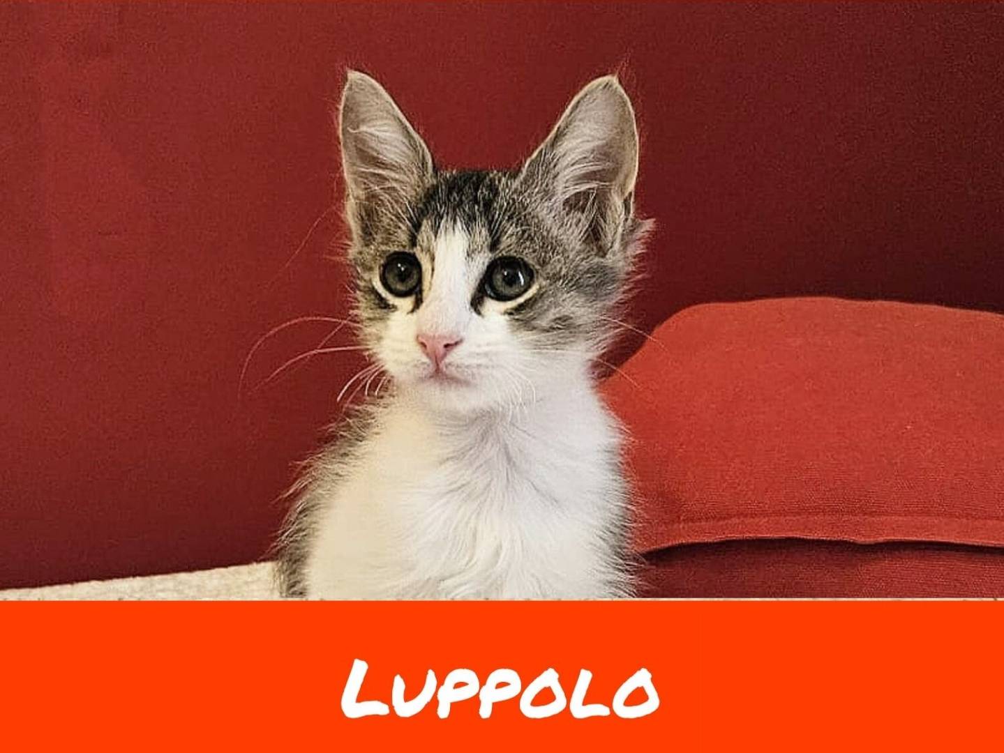 Adotta un gatto, maschio, 2 mesi, Torino