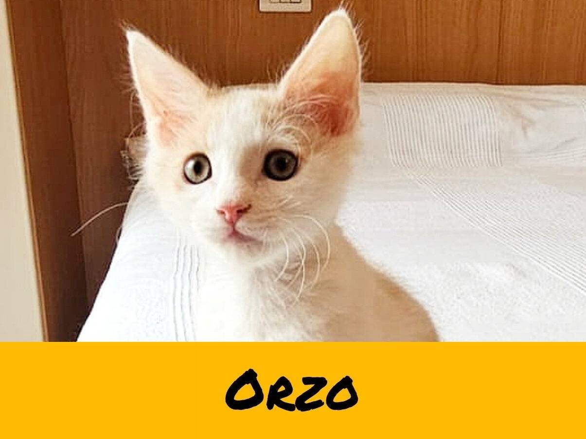 Adotta un gatto, taglia non valida, maschio, Torino