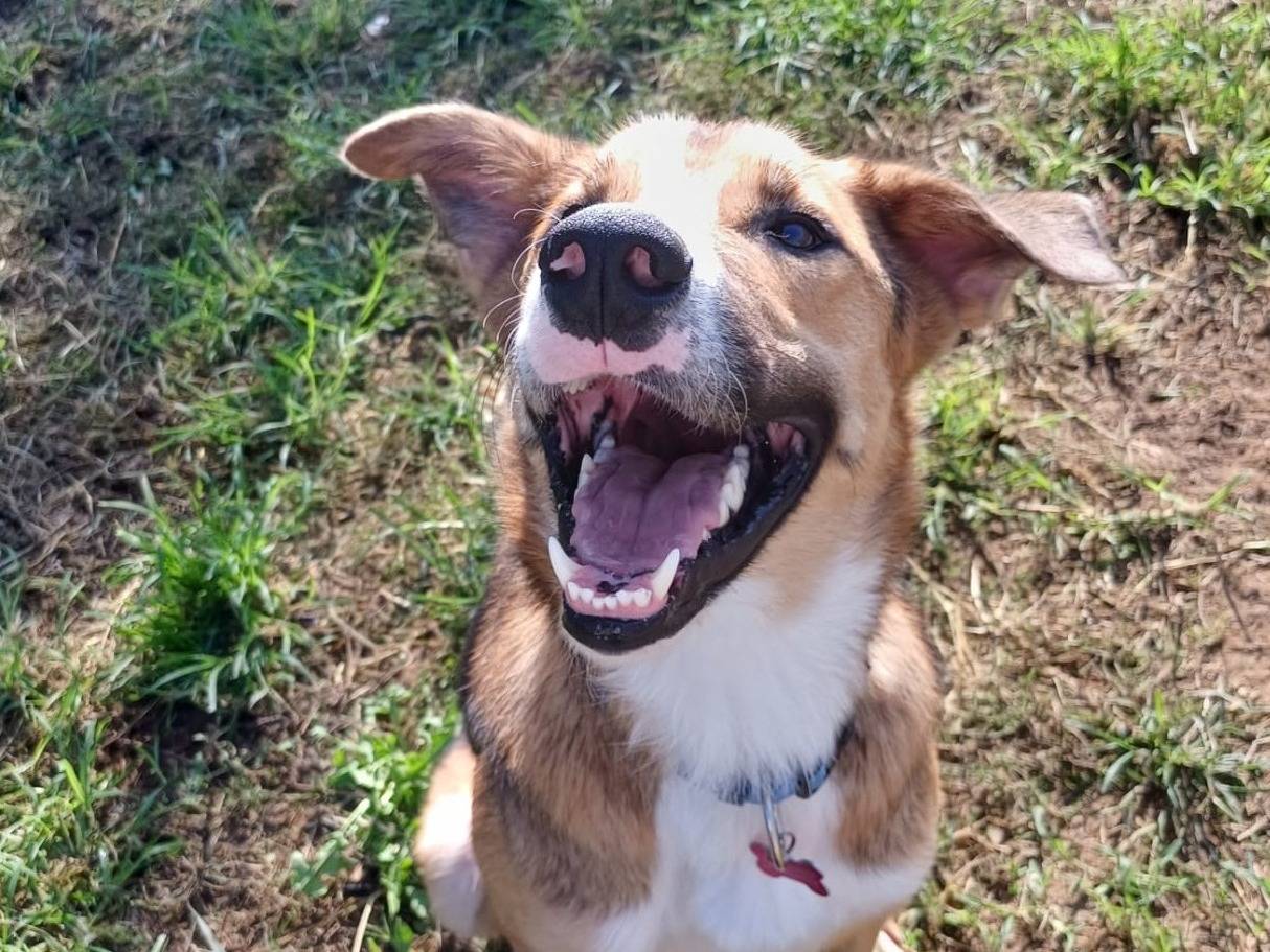 Adozione cane, maschio, Razza sconosciuta Razza sconosciuta, 4 anni e 2 mesi, taglia media, Milano