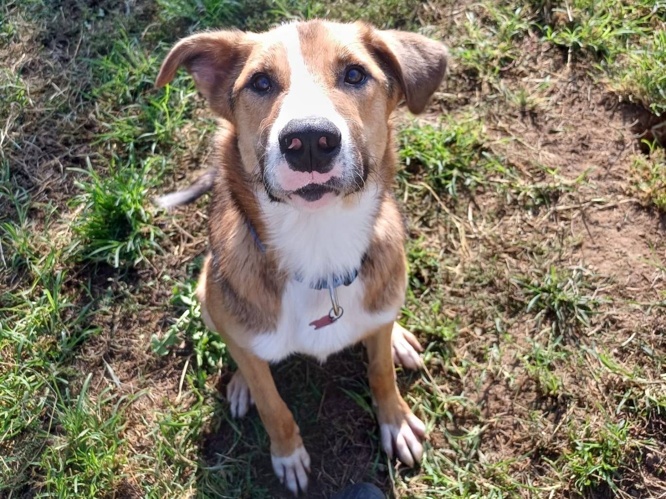 Adotta un cane, maschio, 4 anni e 2 mesi, Milano