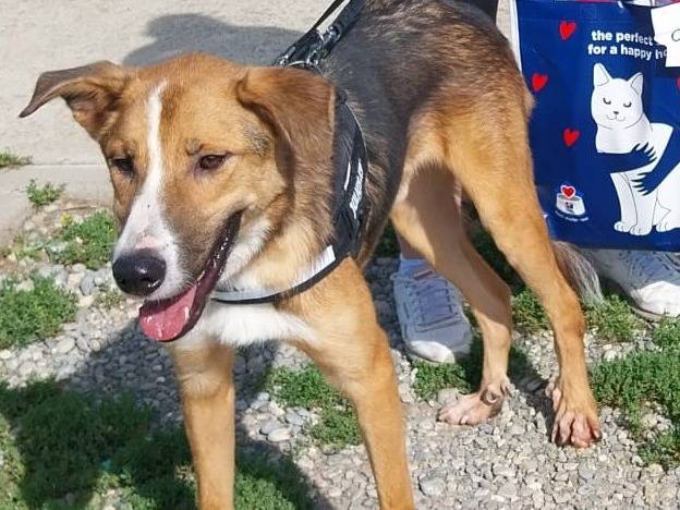 Adotta un cane, taglia media, maschio, Milano