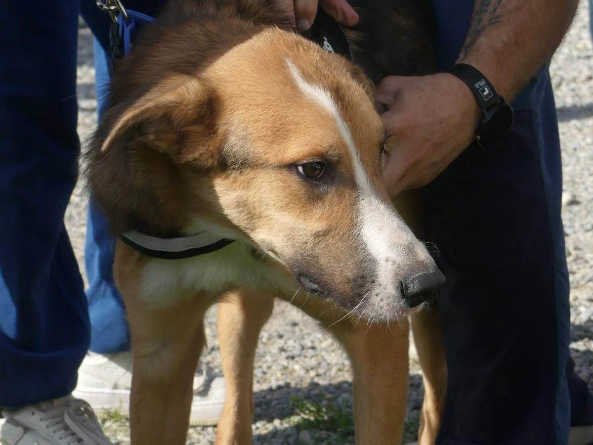 Vuoi adottare un cane a Milano?