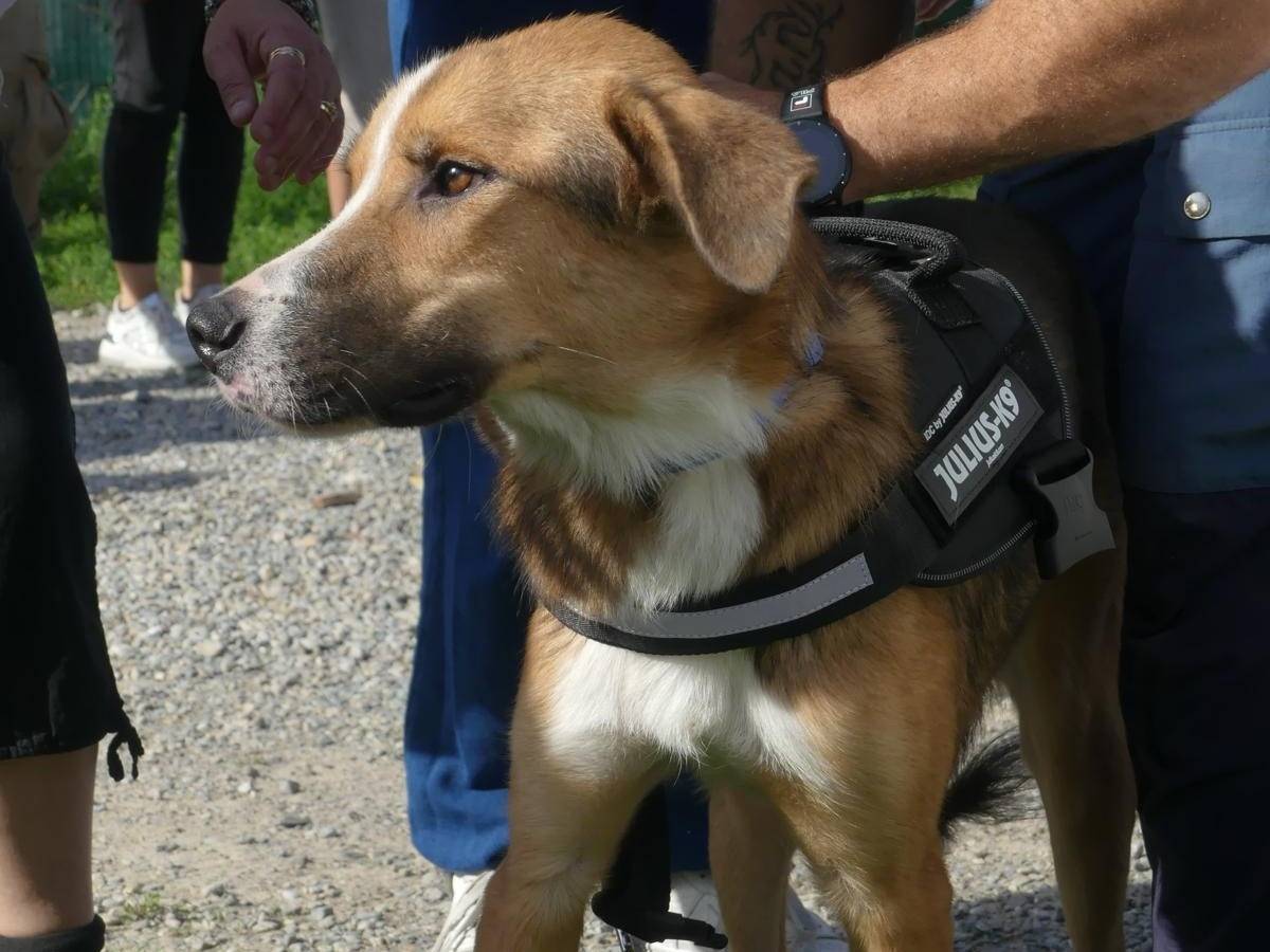 Adotta il cane OSSIAN a Milano