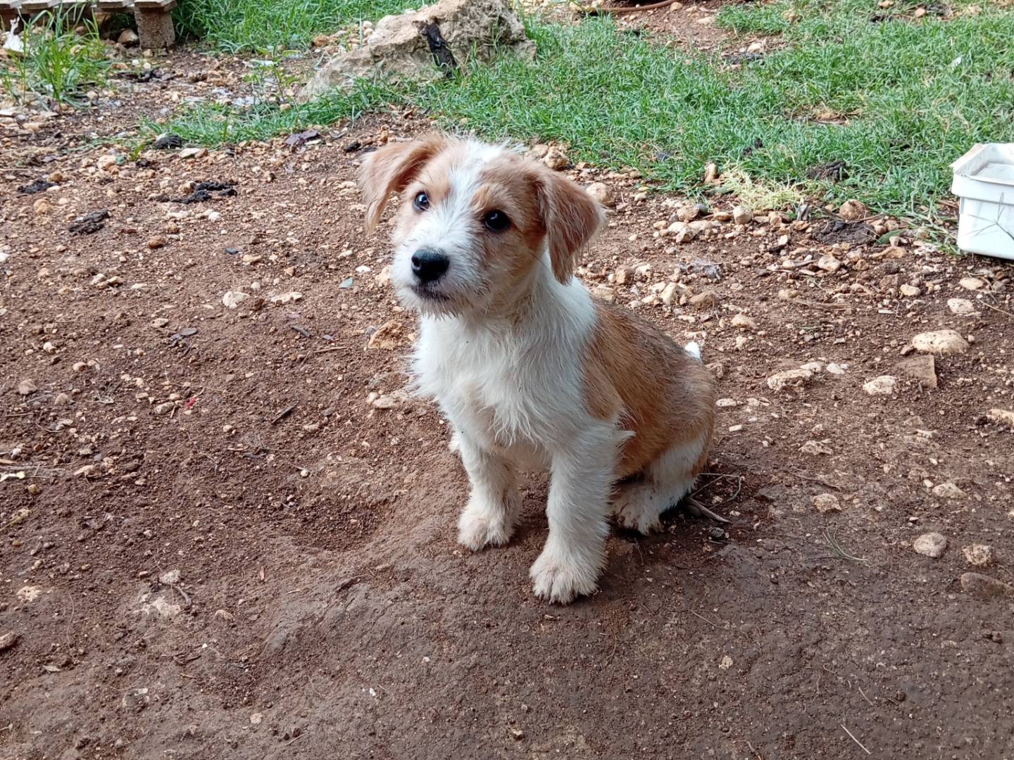 Adozione cane, maschio, Razza sconosciuta Razza sconosciuta, 2 mesi, taglia media contenuta, Frosinone