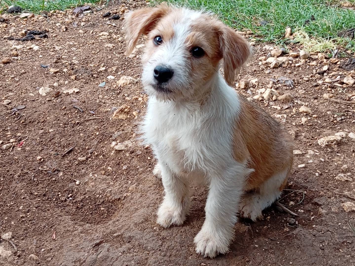 Adotta un cane, maschio, 2 mesi, Frosinone