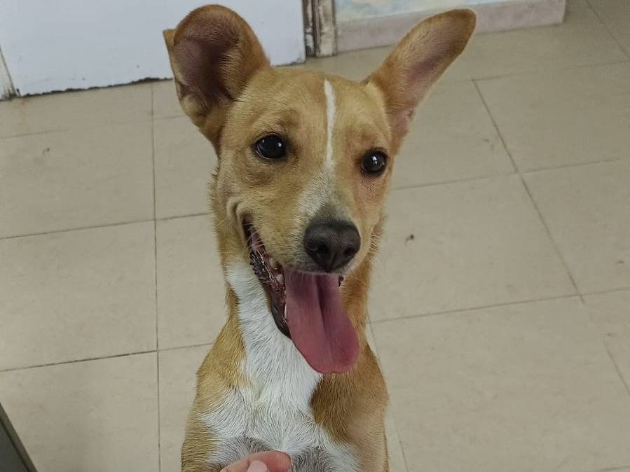 Adozione cane, femmina, Razza sconosciuta Razza sconosciuta, 2 anni e 8 mesi, taglia piccola, Lecco