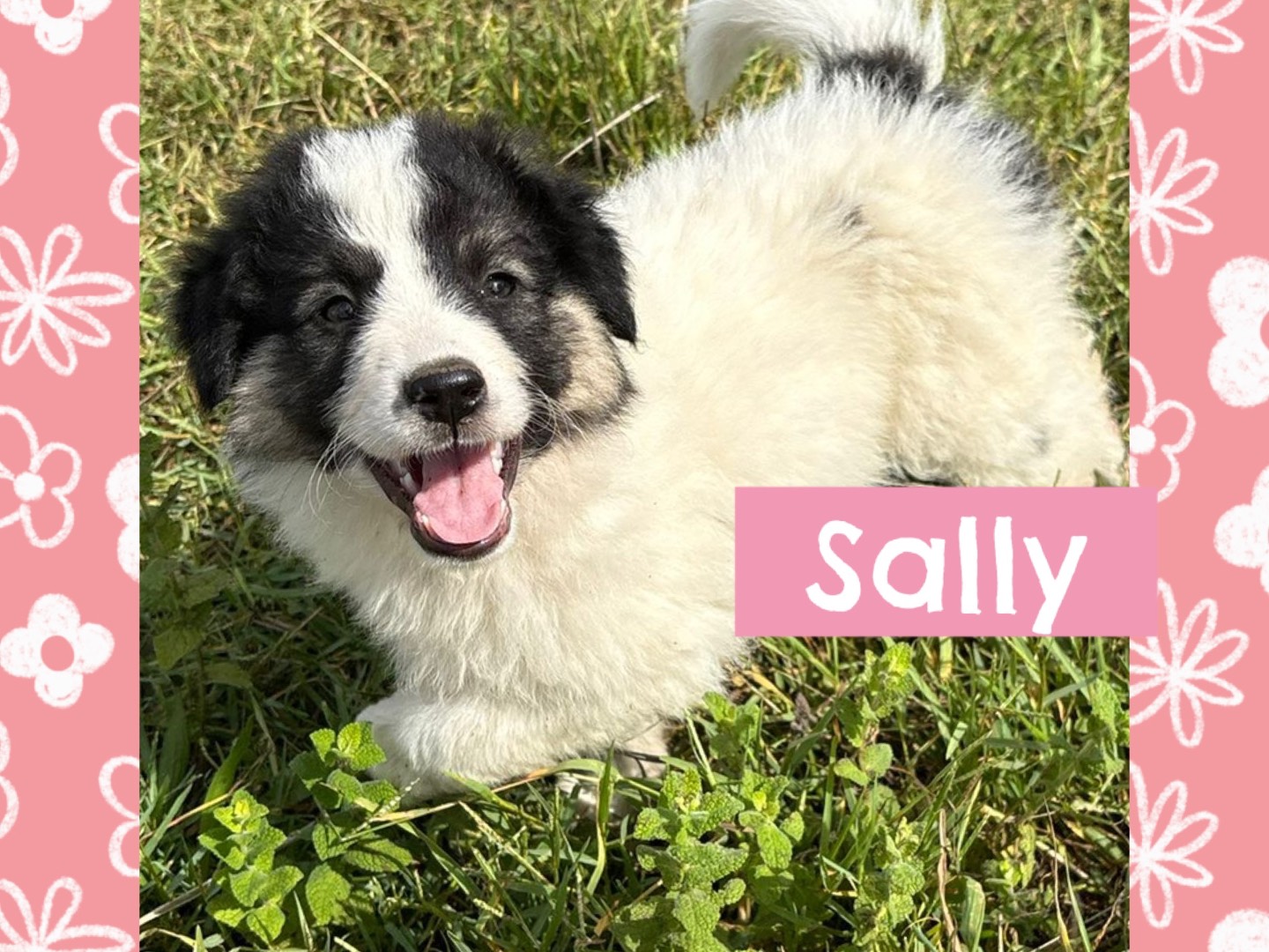 Adozione cane, femmina, Razza sconosciuta Razza sconosciuta, 3 mesi, taglia media, Catanzaro