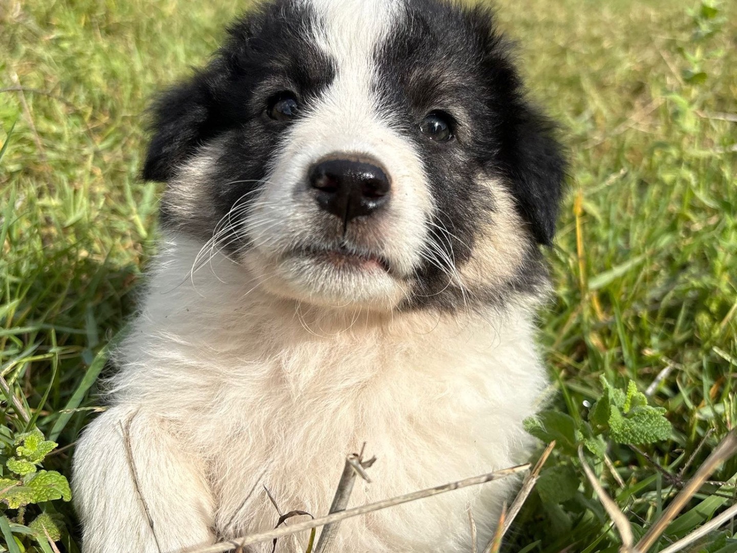 Adotta un cane, femmina, 3 mesi, Catanzaro