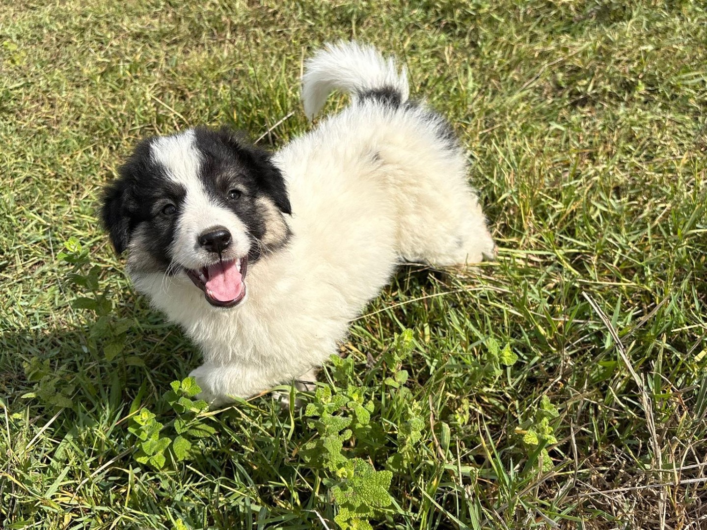 Adotta un cane, taglia media, femmina, Catanzaro