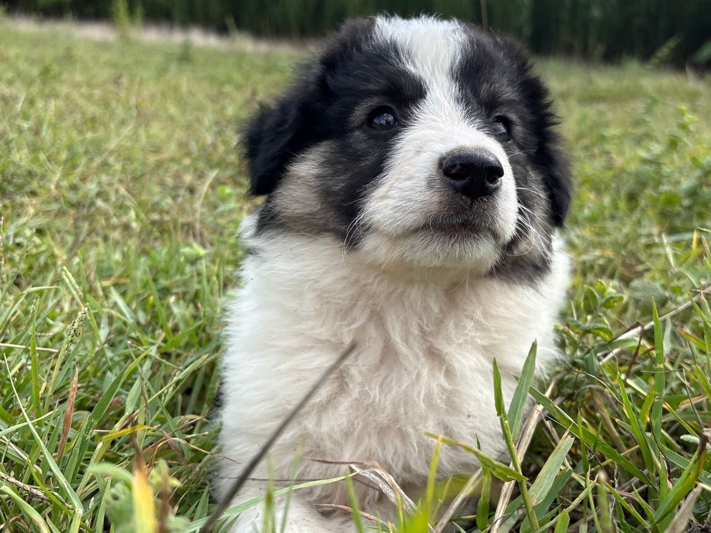 Adotta il cane Sally a Catanzaro