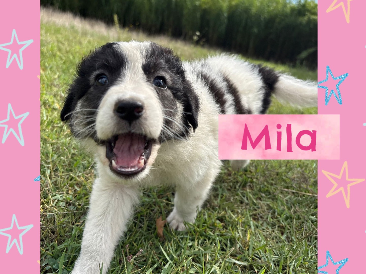 Adozione cane, femmina, Razza sconosciuta Razza sconosciuta, 3 mesi, taglia media, Catanzaro