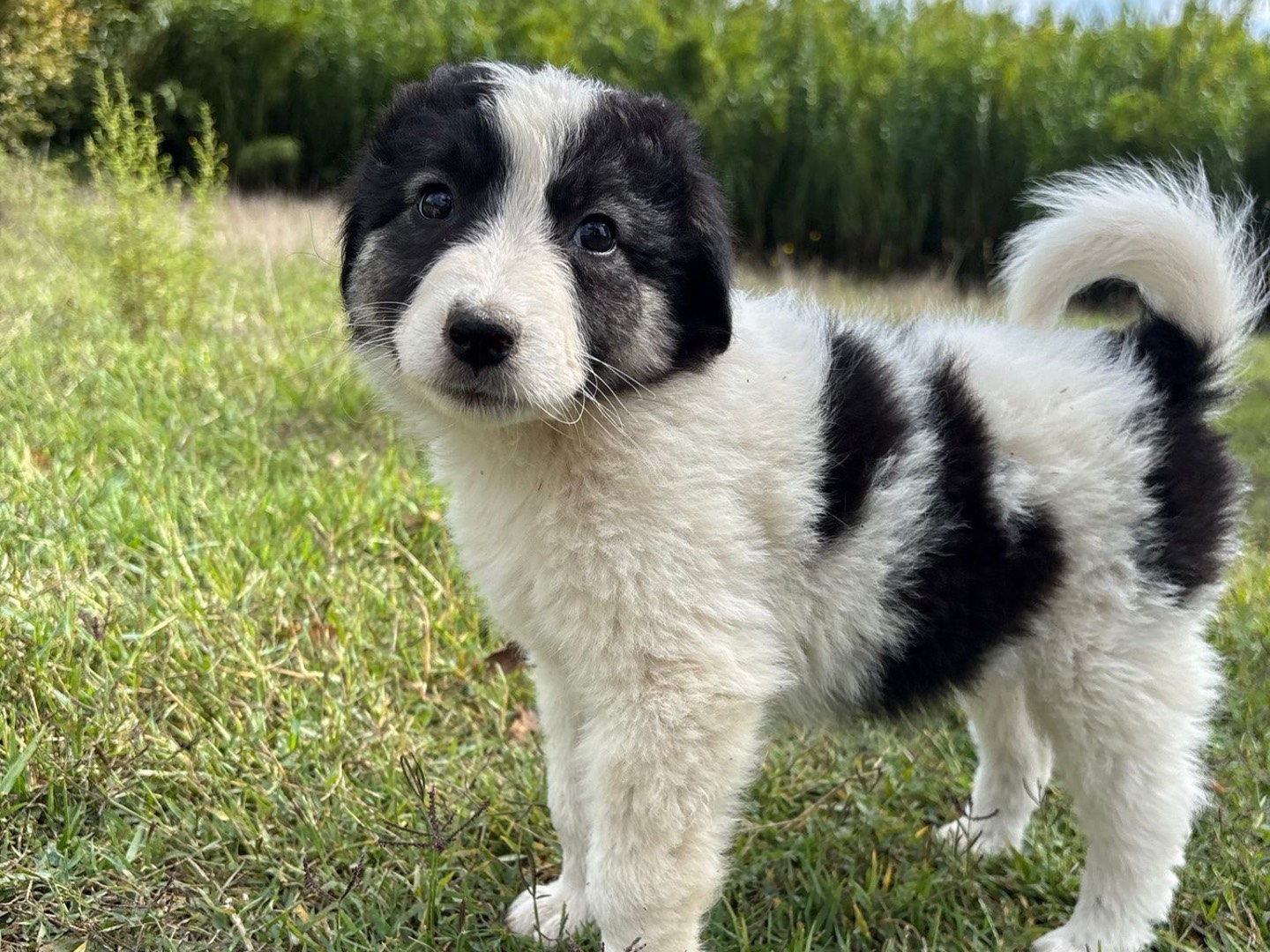 Adotta un cane, femmina, 3 mesi, Catanzaro