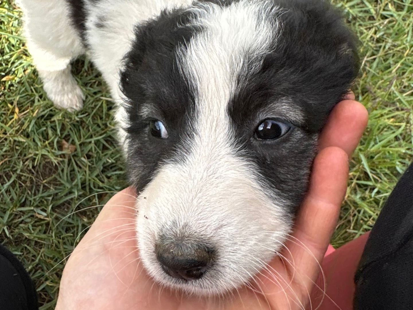 Adotta un cane, taglia media, femmina, Catanzaro