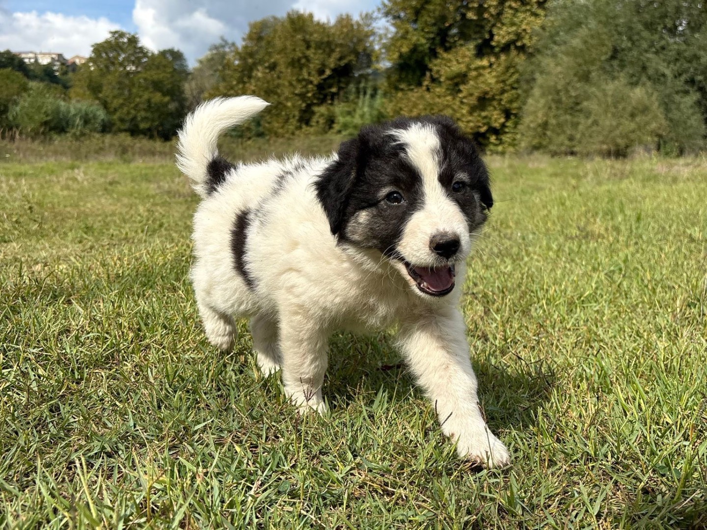 Vuoi adottare un cane a Catanzaro?