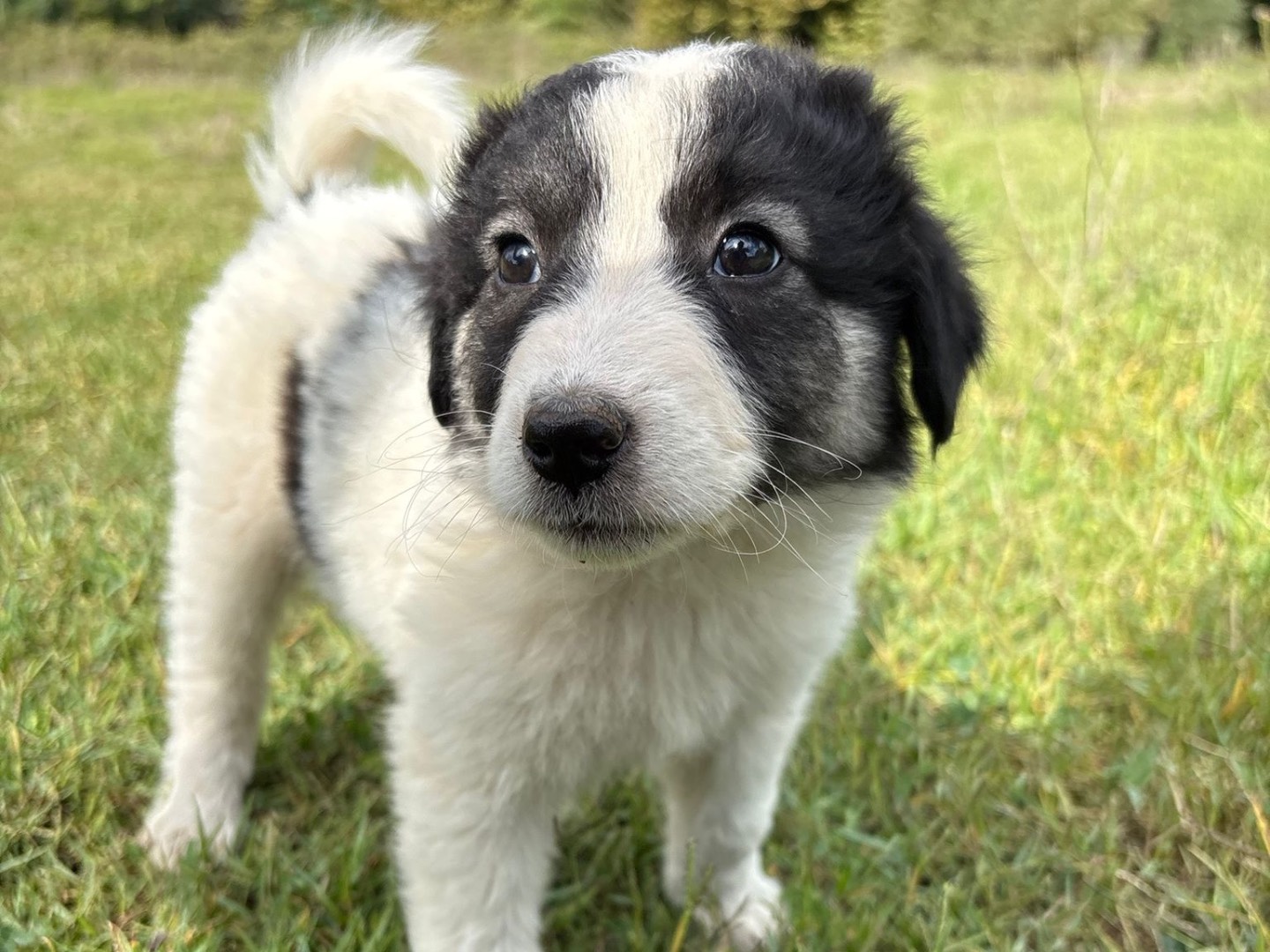 Adotta il cane Mila a Catanzaro
