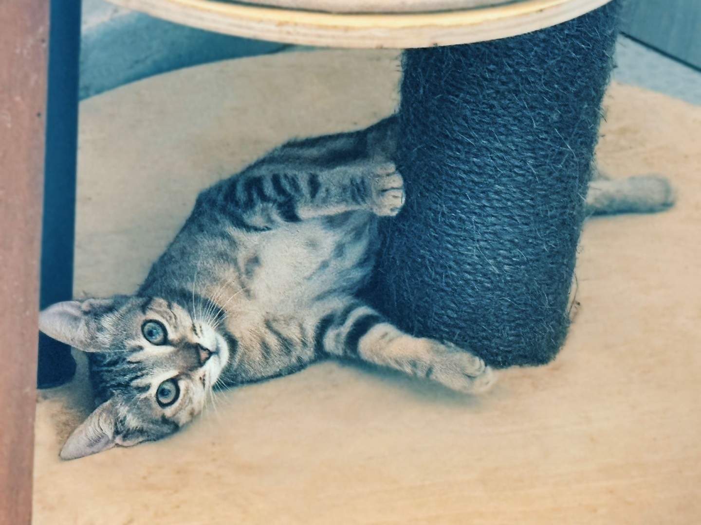 Adotta un gatto, femmina, 8 mesi, Taranto