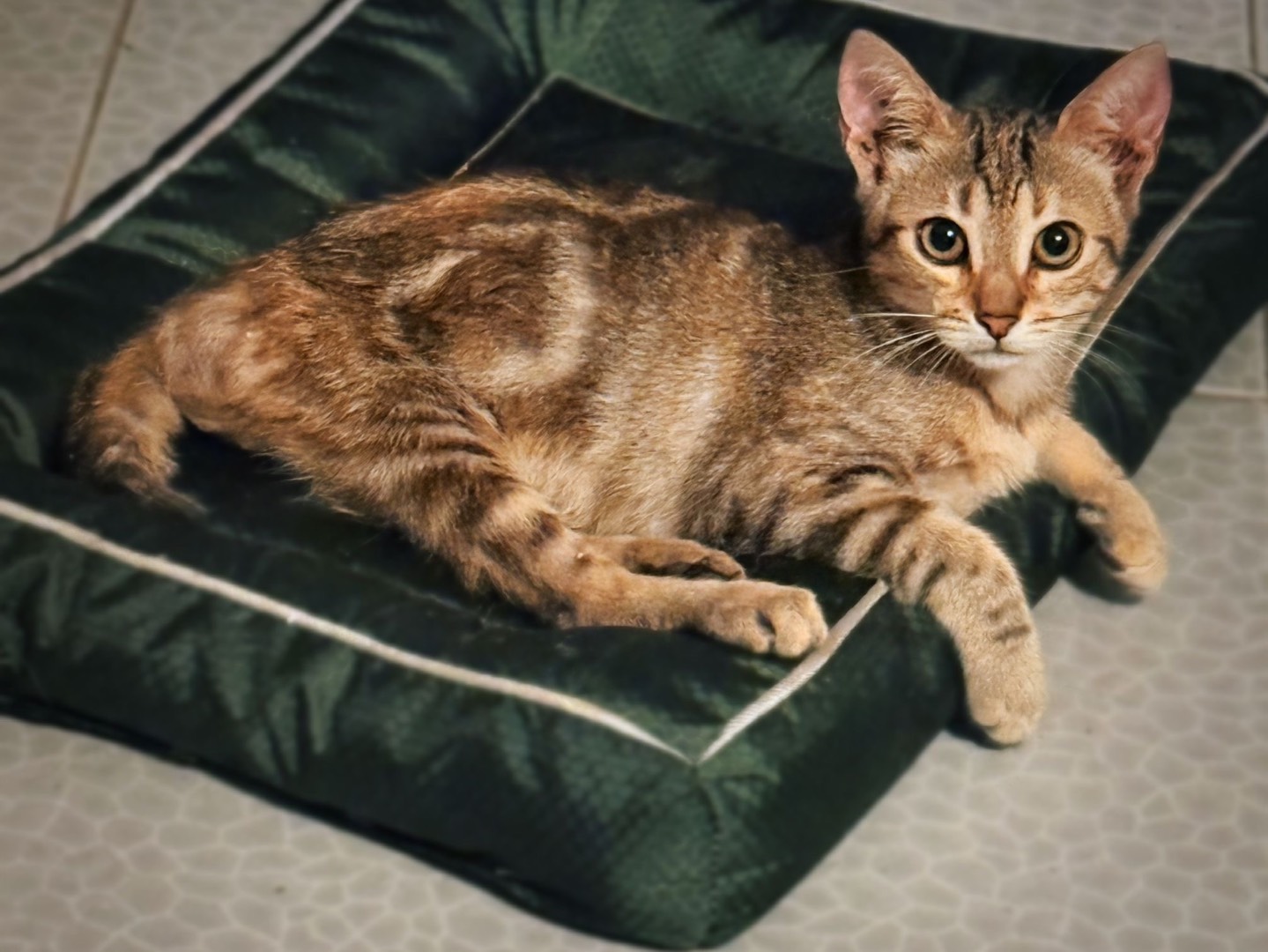 Adotta un gatto, taglia non valida, femmina, Taranto