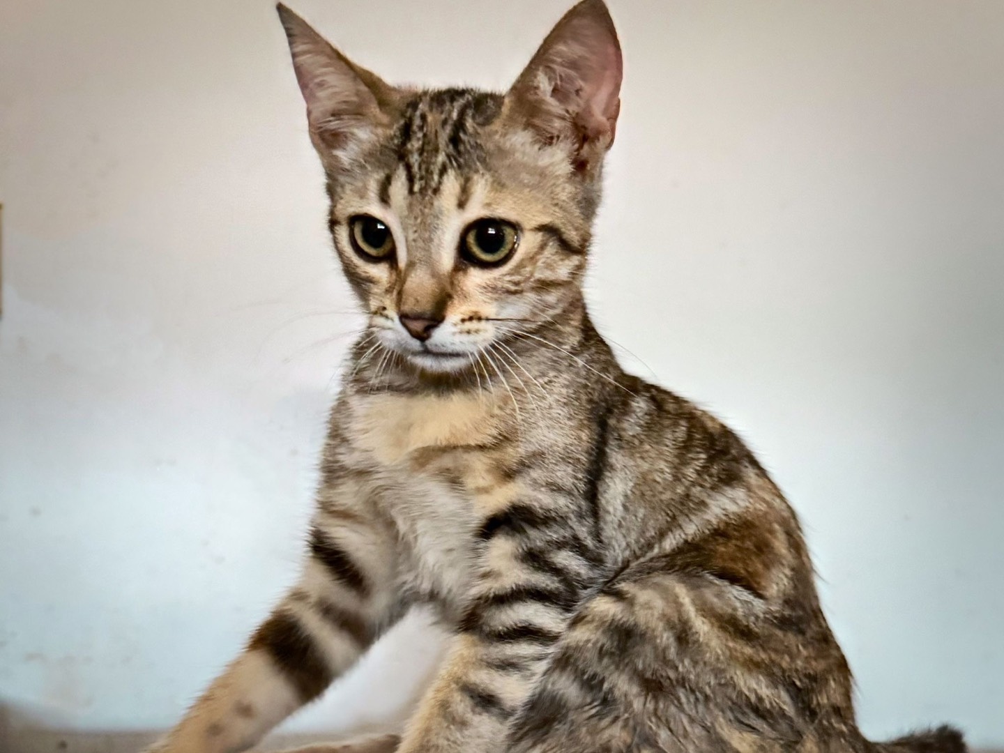 Vuoi adottare un gatto a Taranto?