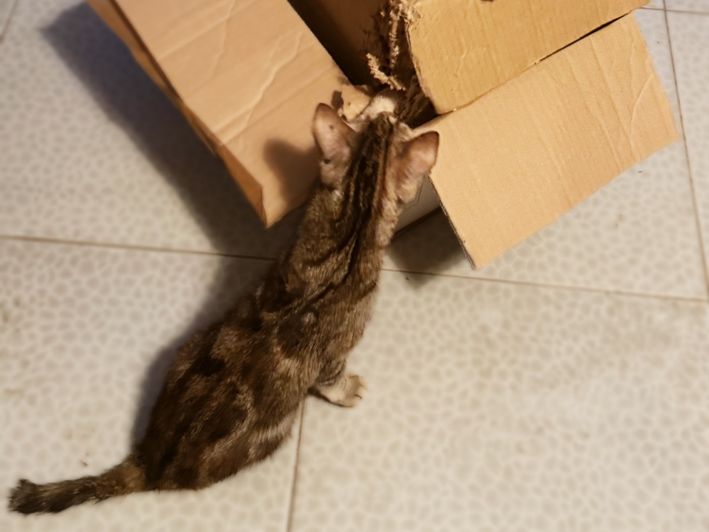 Adotta il gatto Leandra a Taranto