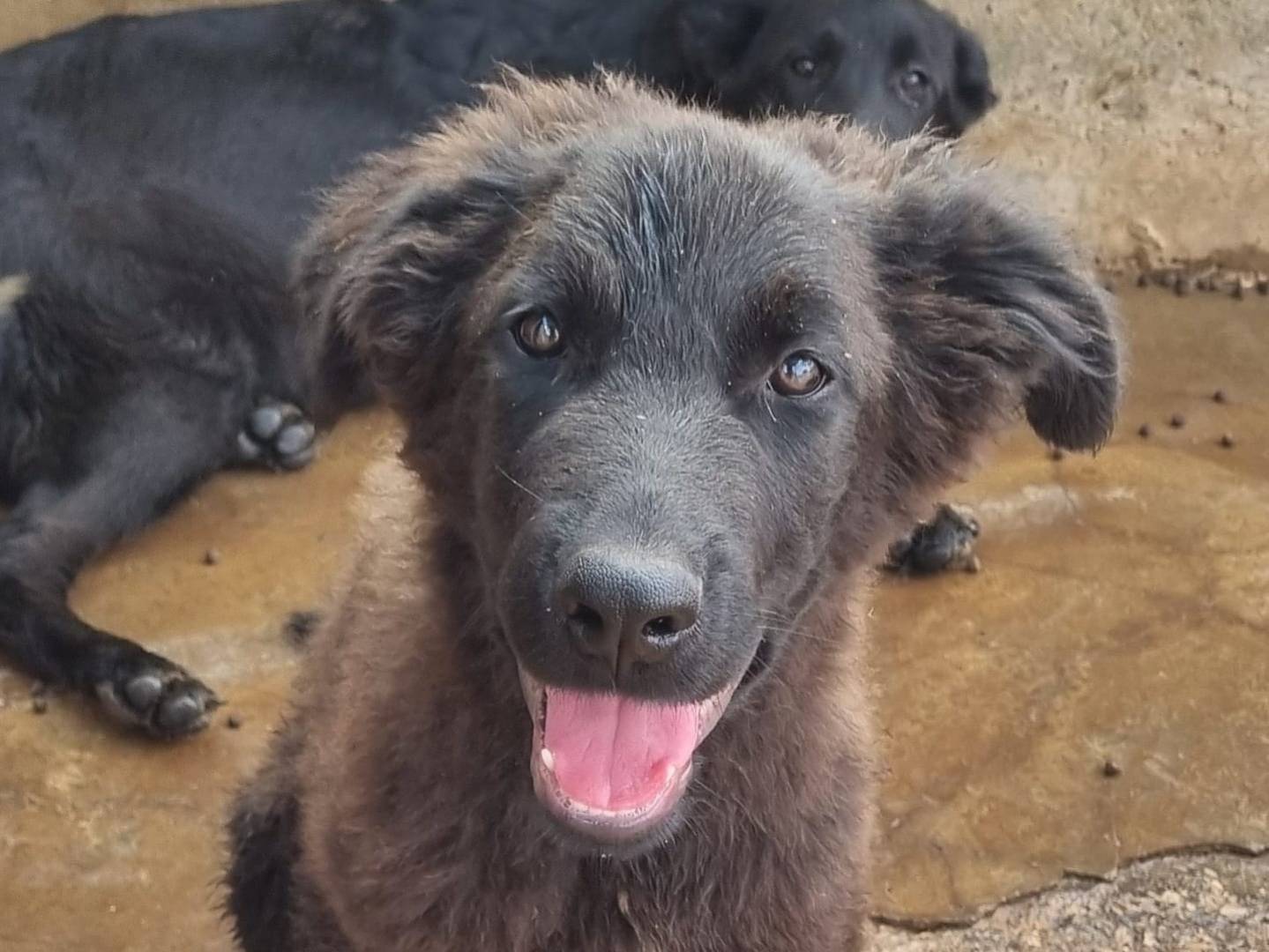 Adozione cane, maschio, Razza sconosciuta Razza sconosciuta, 4 mesi, taglia grande, Taranto