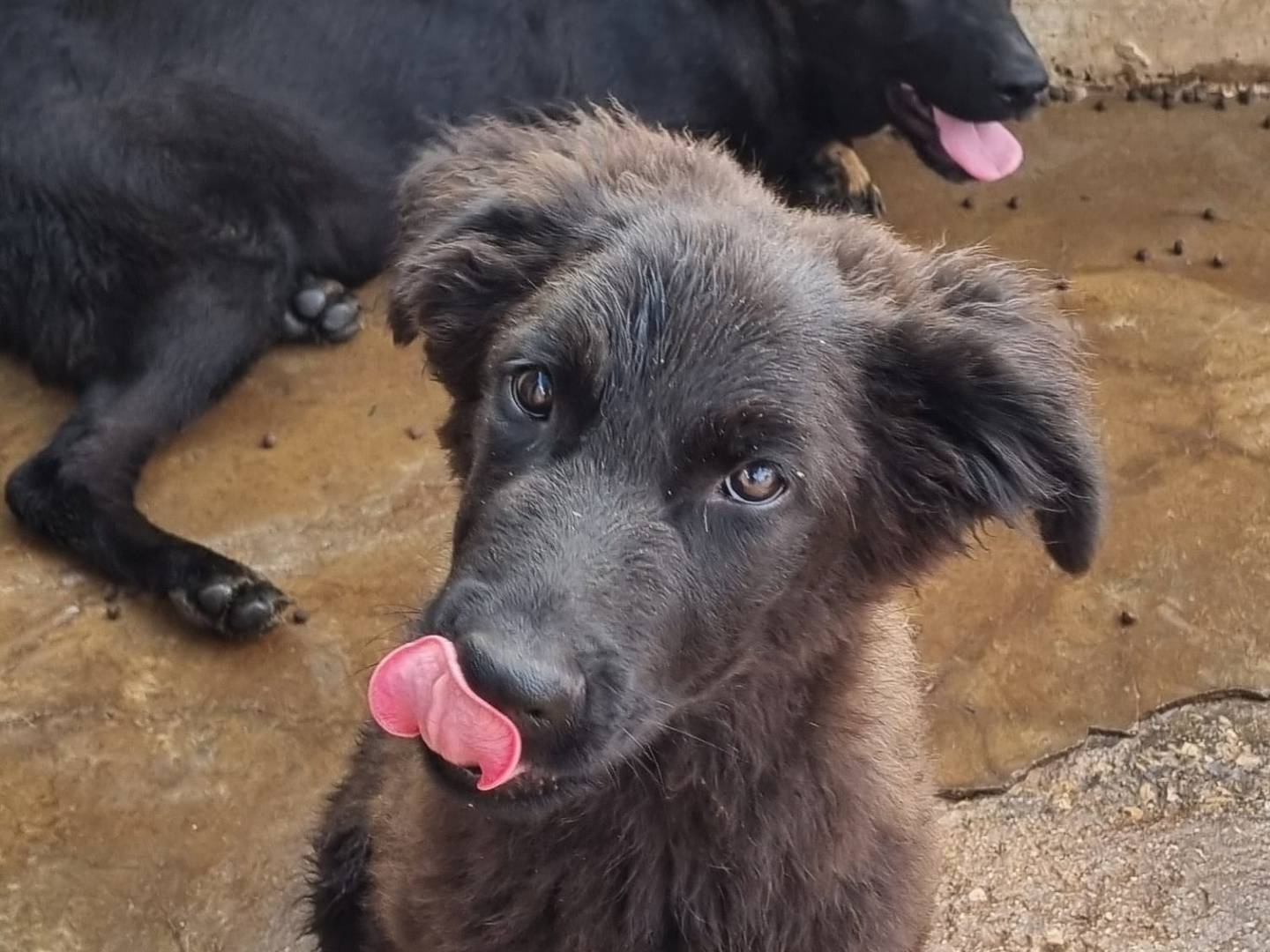Adotta un cane, maschio, 4 mesi, Taranto